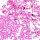 Pink Strasszkő 100db